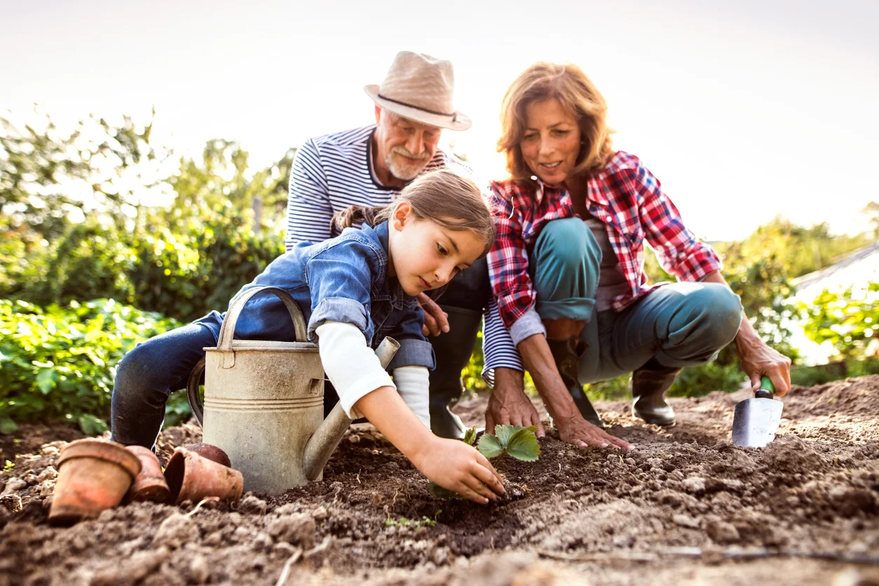 Grandparents planting a garden bed with their granddaughter