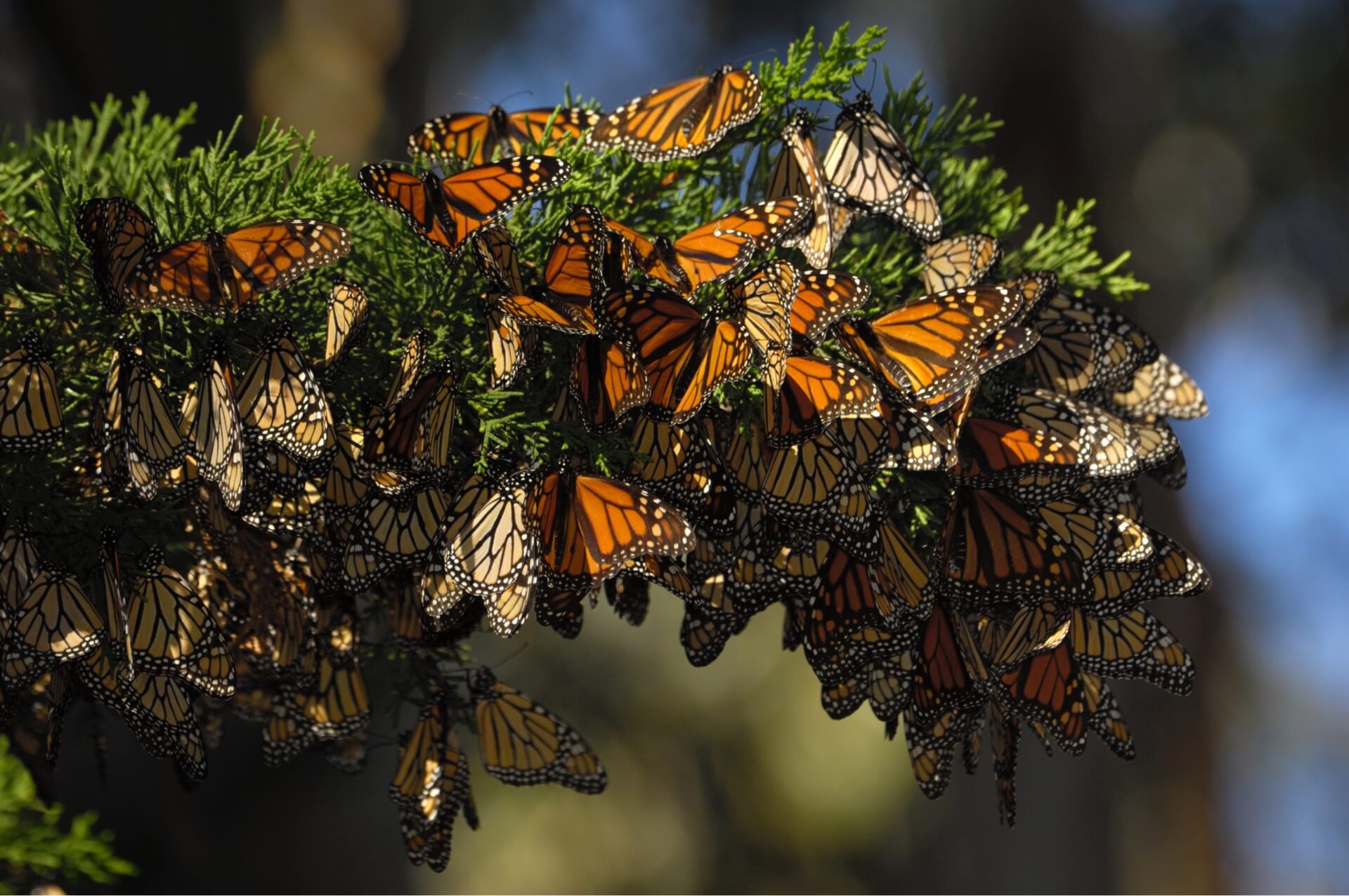 Wellness and prevention hub for proactive health maintenance and active aging in Santa Cruz