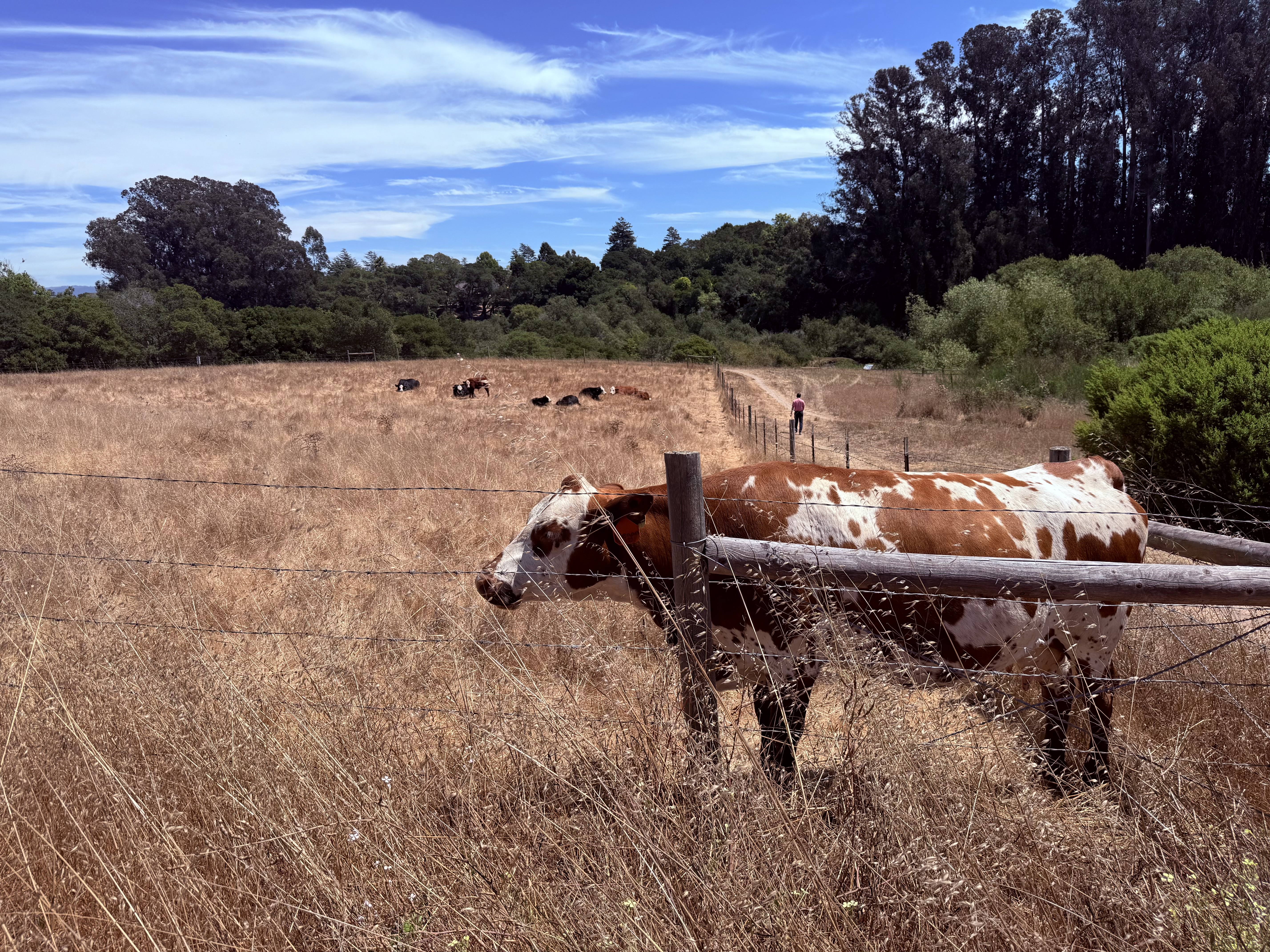 Arana Gulch greenbelt in Santa Cruz