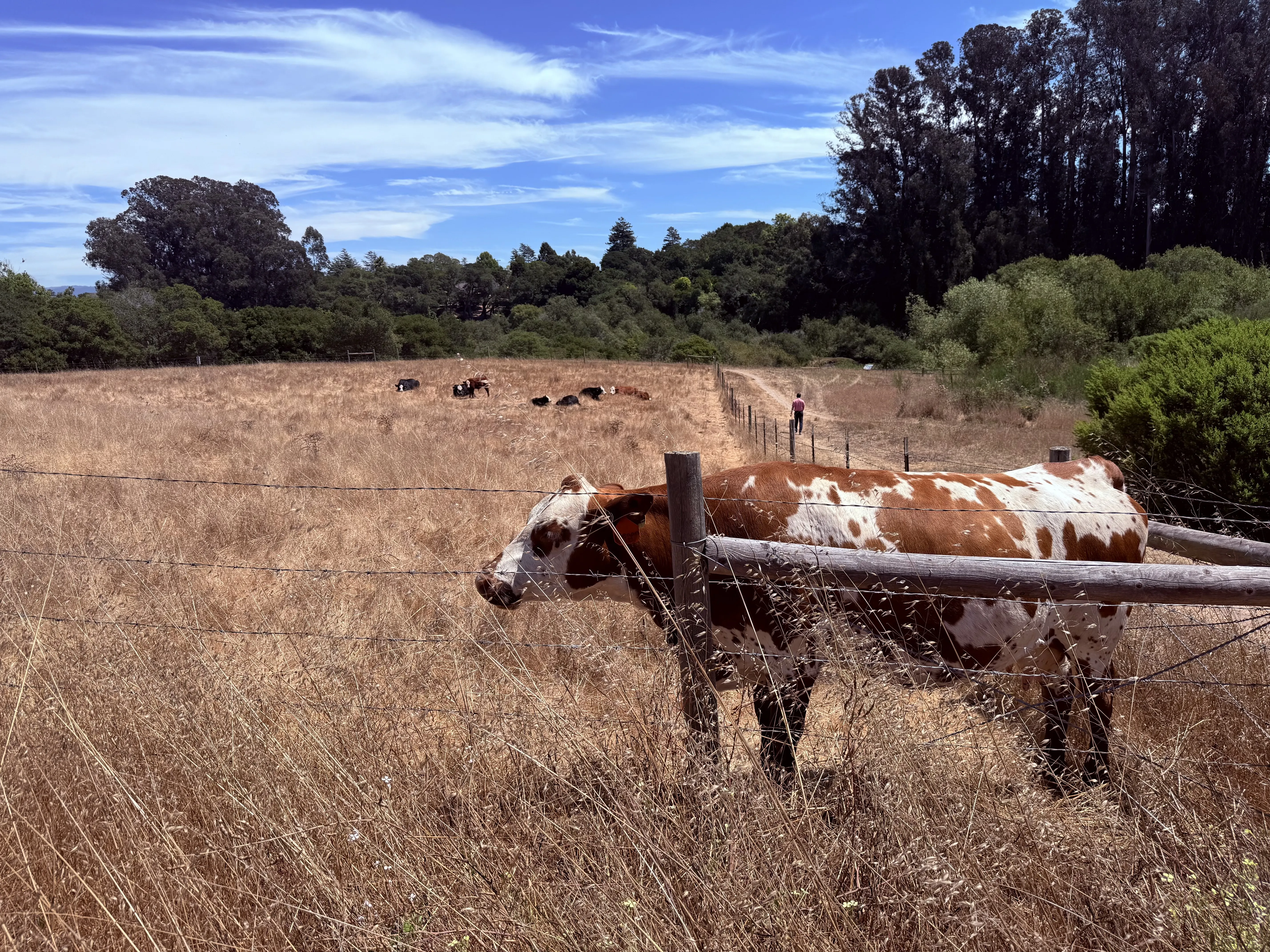 The Practitioner Collaboration Series — What Personal Trainers Miss About Movement