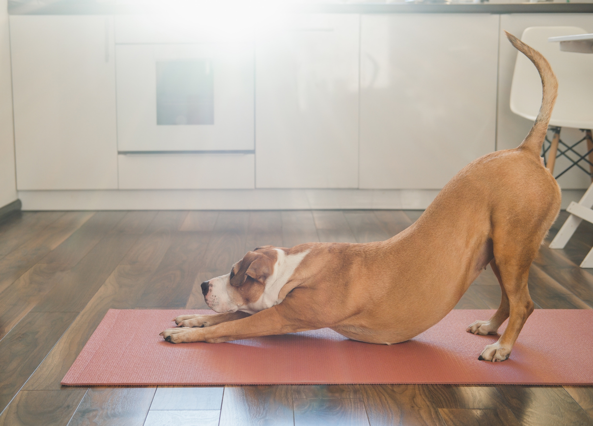 Daily mobility routine demonstration showing simple movement exercises for joint health and flexibility