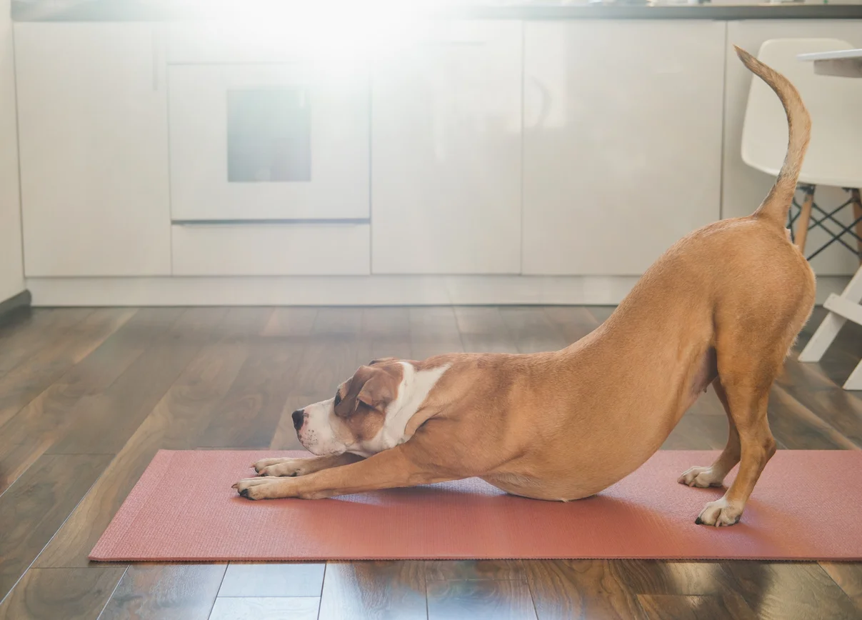 Mobility work that changes how the body organizes