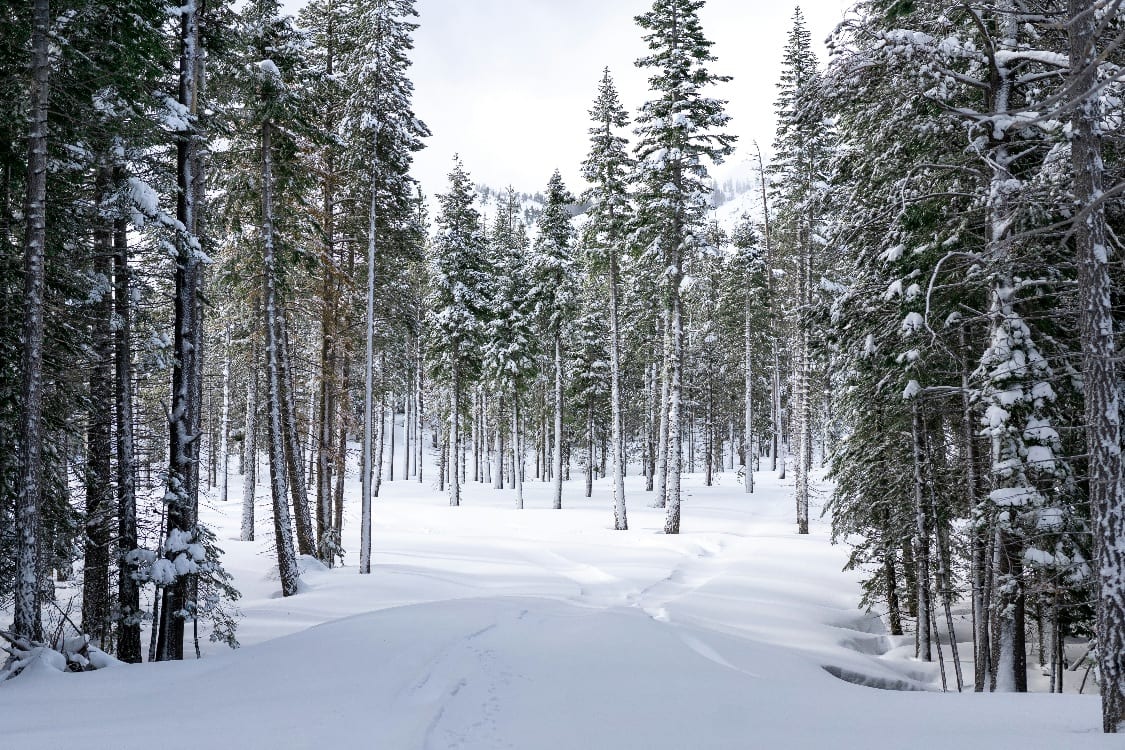 A single set of tracks through fresh snow between tall pines